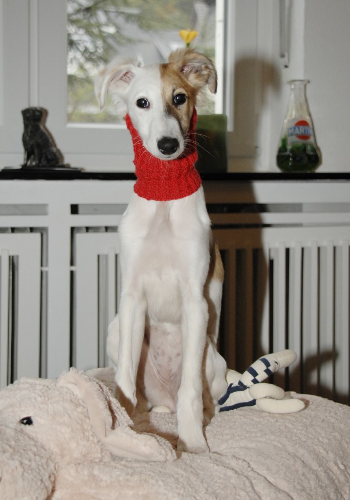 "Durchwachte Nacht vom schwarzen Schwan" 