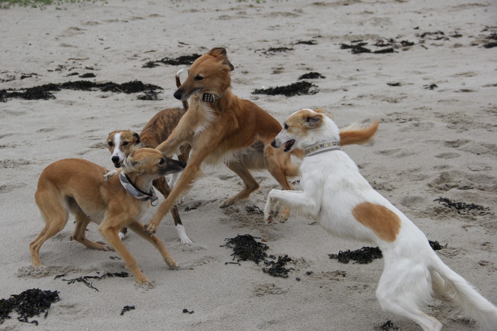 Am Strand in Ostfriesland