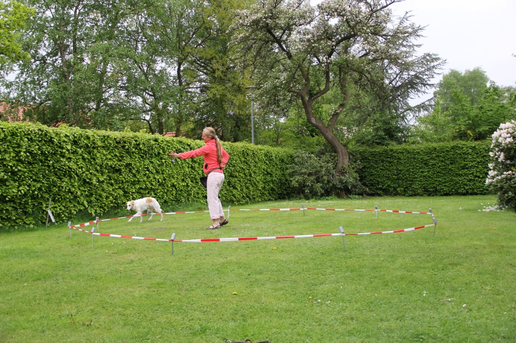 erstes Longieren mit Fee