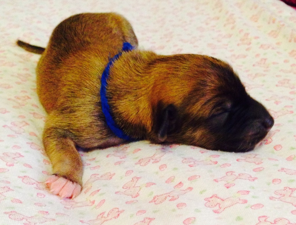 Freude vom schwarzen Schwan