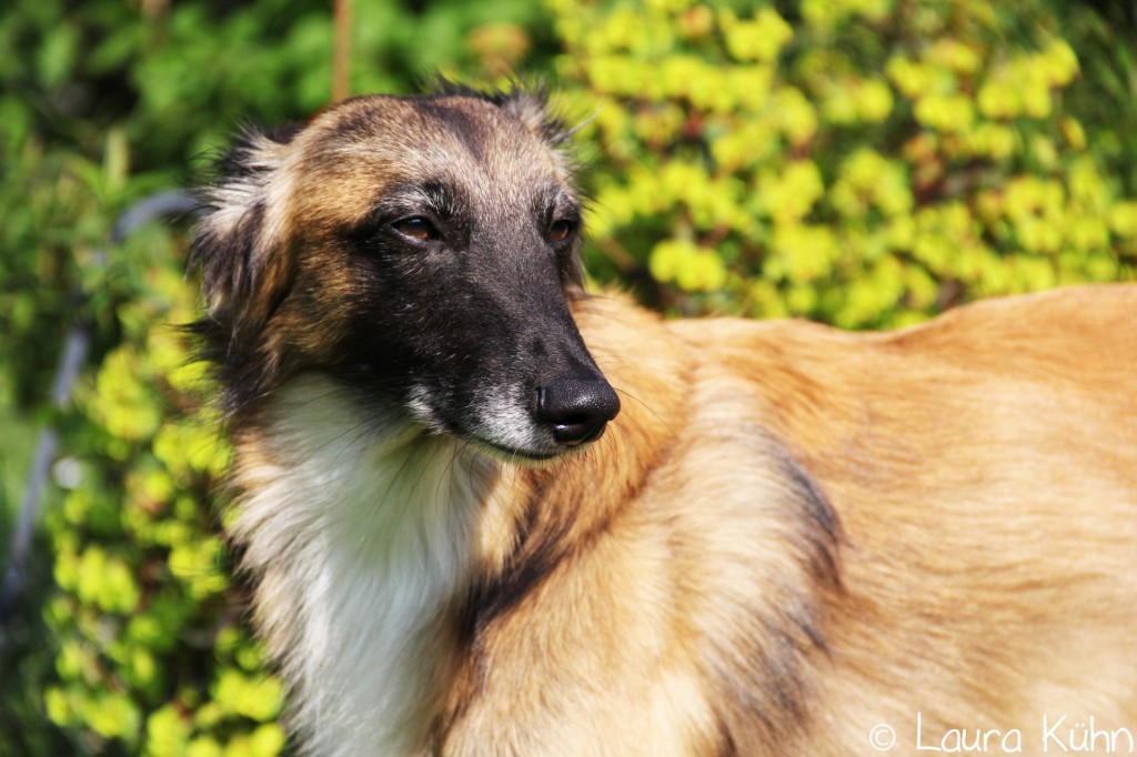 Concerto Grosso vom schwarzen Schwan