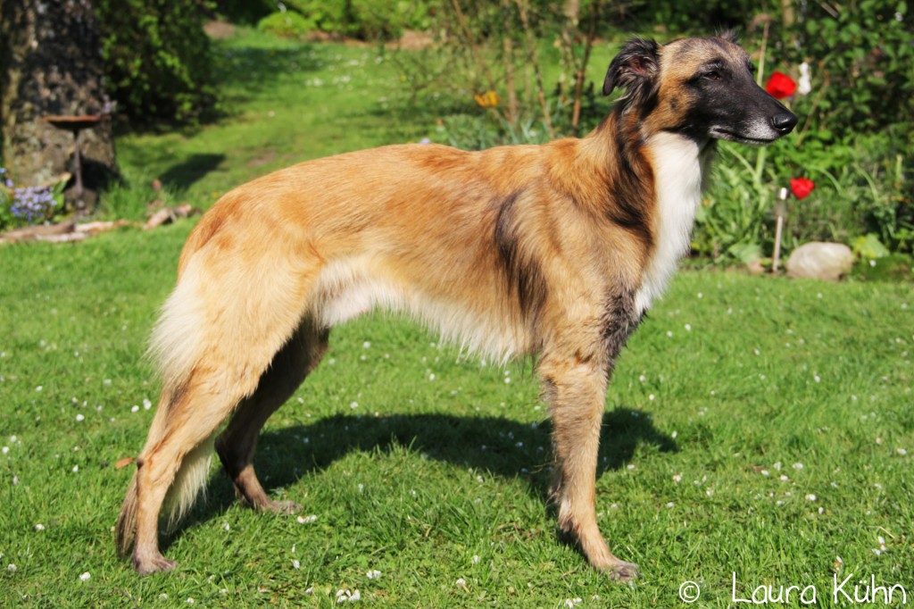 Concerto Grosso vom schwarzen Schwan