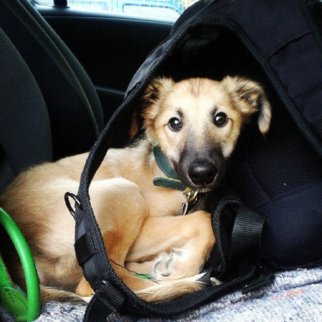 Frohe Botschaft (Feeson) Frohe Botschaft (Feeson)