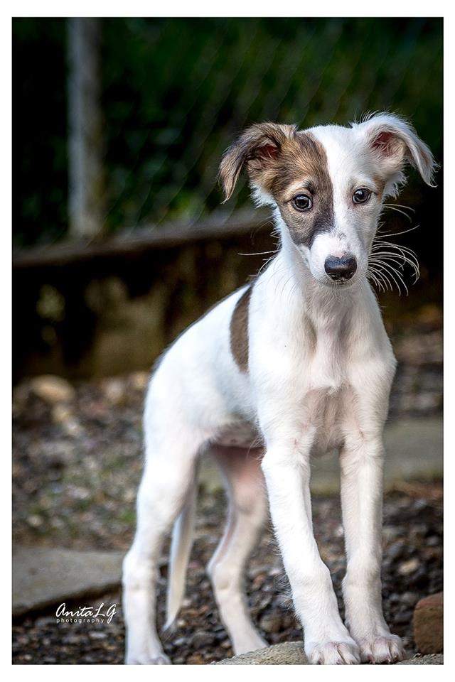 Gemälde (Glenda) Gemälde (Glenda)