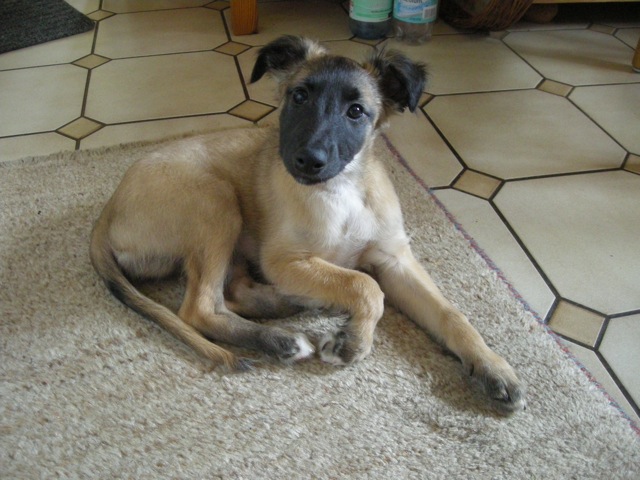 Guter Mond (Bradley) Guter Mond (Bradley)