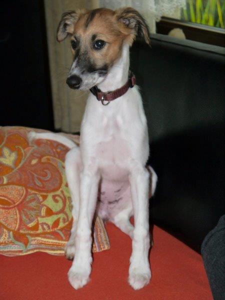 Für Musik (Fini) Für Musik (Fini)