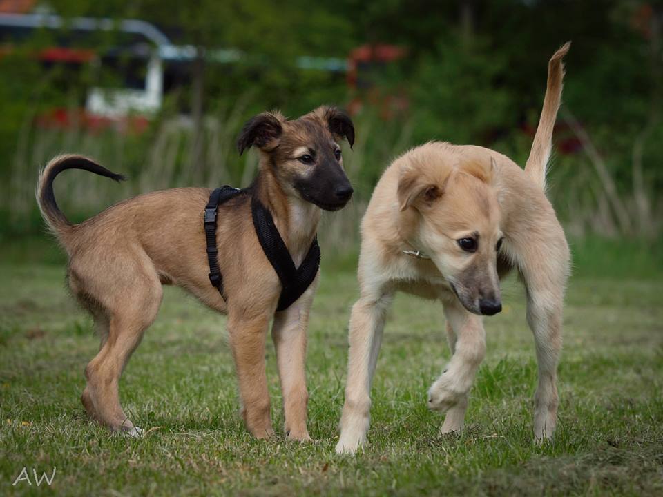 Geheimnis links (Foto Andreas Willhelm) Geheimnis links (Foto Andreas Willhelm)