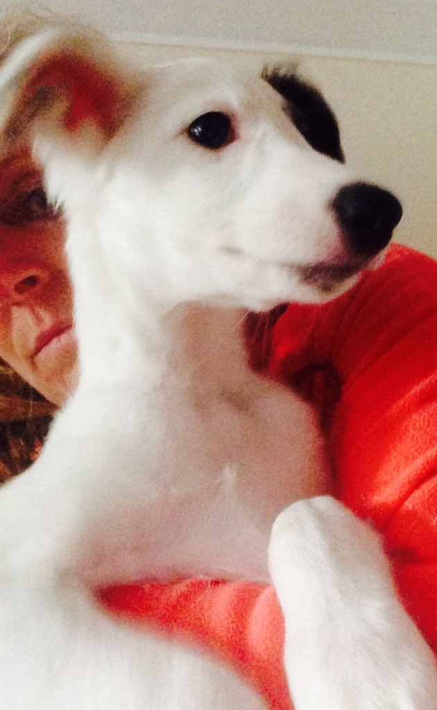 Galathea vom schwarzen Schwan 10 Wochen alt Galathea vom schwarzen Schwan 10 Wochen alt