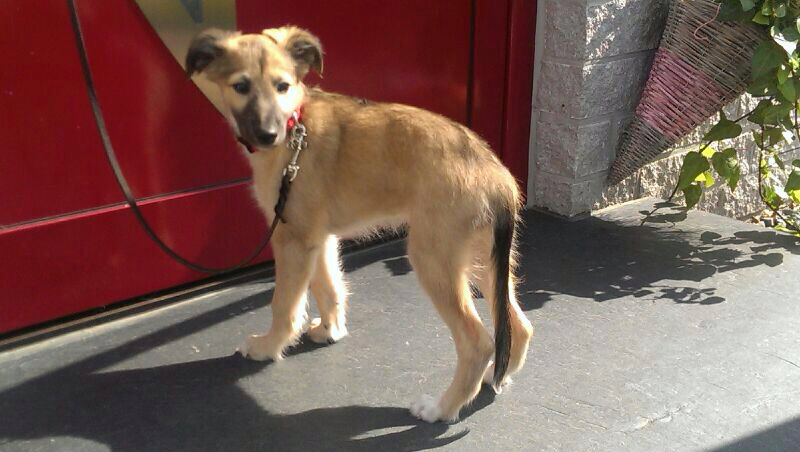 Gold vom schwarzen Schwan Gold vom schwarzen Schwan