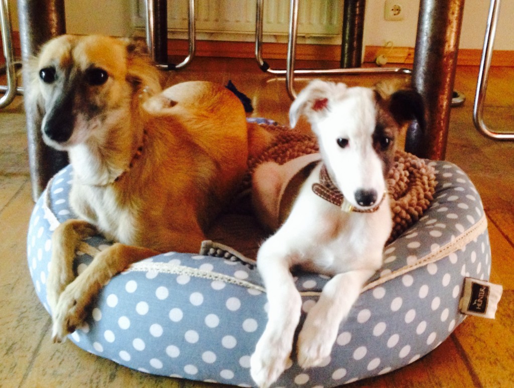 Mutter Aglaia und Tochter Galathea (10 Wochen) Mutter Aglaia und Tochter Galathea (10 Wochen)