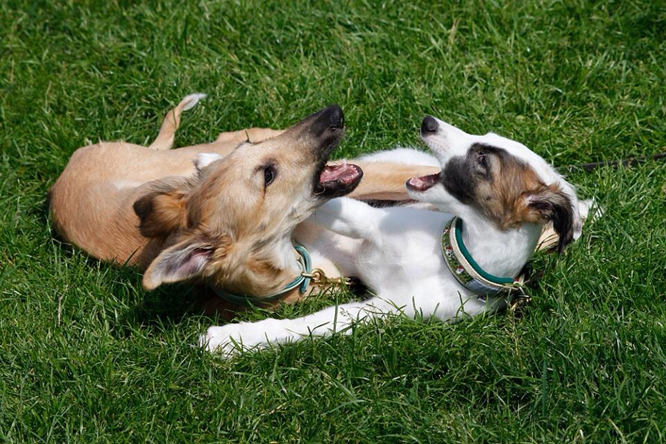 Freude (4 Monate) und Galathea (11 Wochen) Freude (4 Monate) und Galathea (11 Wochen)