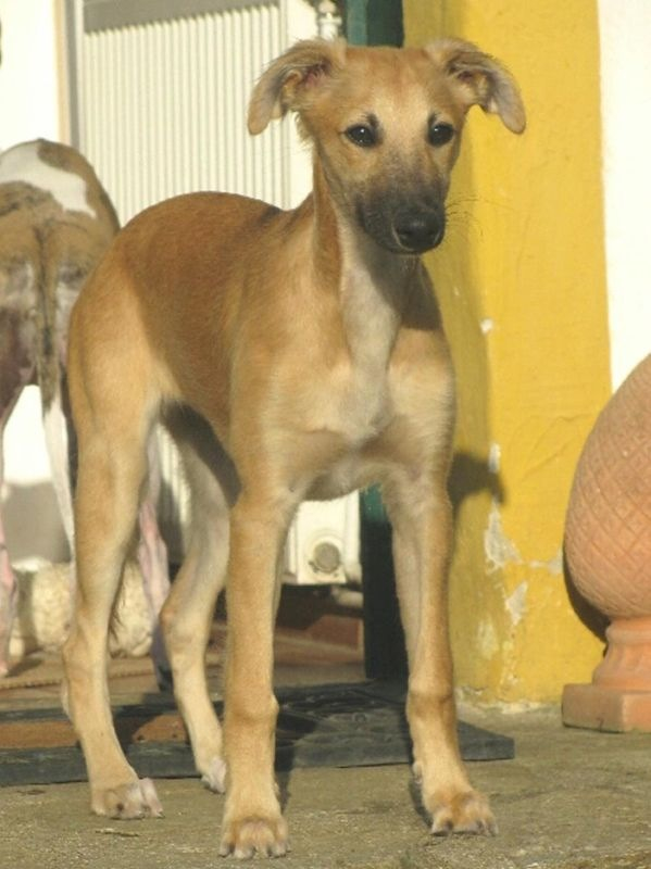 Fortuna Lächelt vom schwarzen Schwan (fast 4 Monate alt) Fortuna Lächelt vom schwarzen Schwan(fast 4 Monate alt)