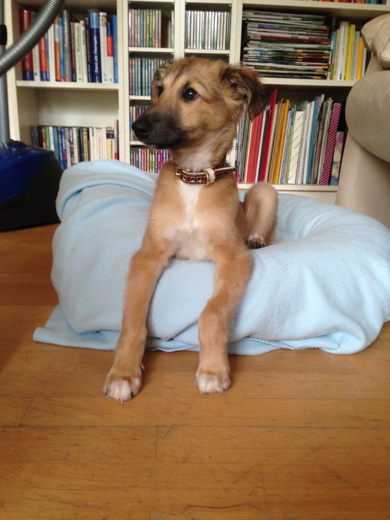 Freude bleibt noch ein wenig in unserem Hause Freude bleibt noch ein wenig in unserem Hause