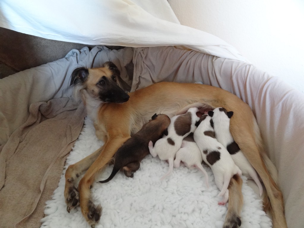 Carmi und ihre 5 Welpen Carmi und ihre 5 Welpen