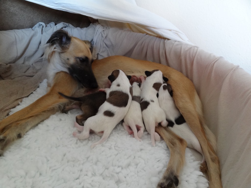 Carmina burana vom schwarzen Schwan und ihre 5 Schätze Carmina burana vom schwarzen Schwan und ihre 5 Schätze