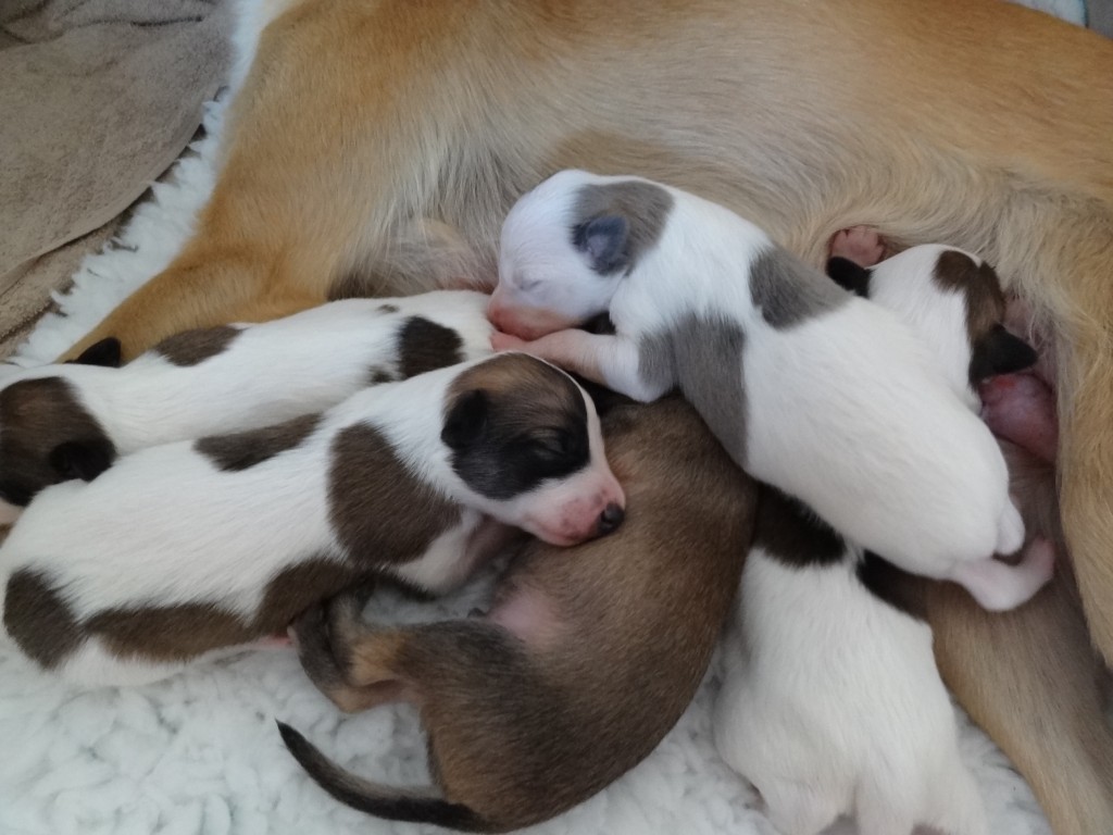 A Wurf vun de Westen Kant A Wurf vun de Westen Kant