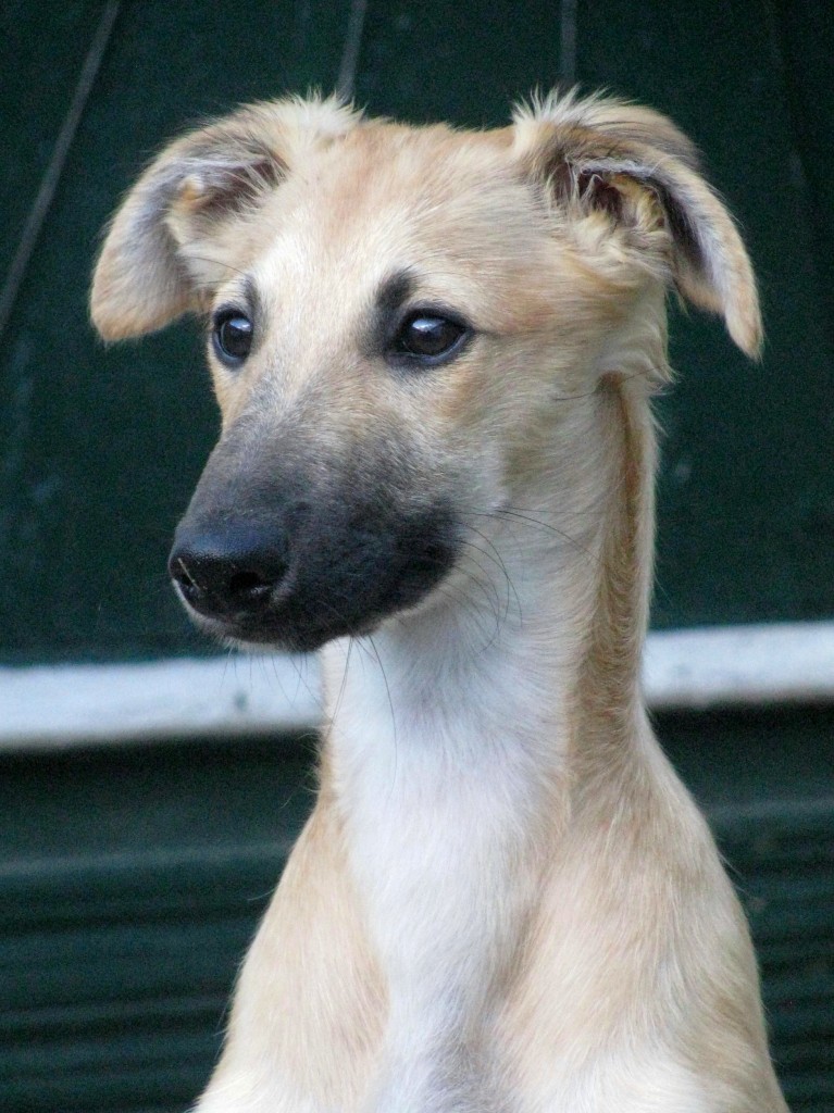 Fortuna 4 Monate Fortuna 4 Monate