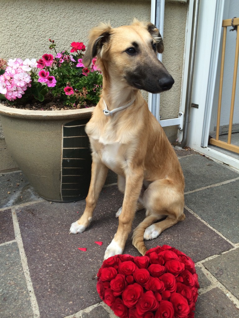 Fuego: Grüße vom heilen Herzen! Fuego: Grüße vom heilen Herzen!
