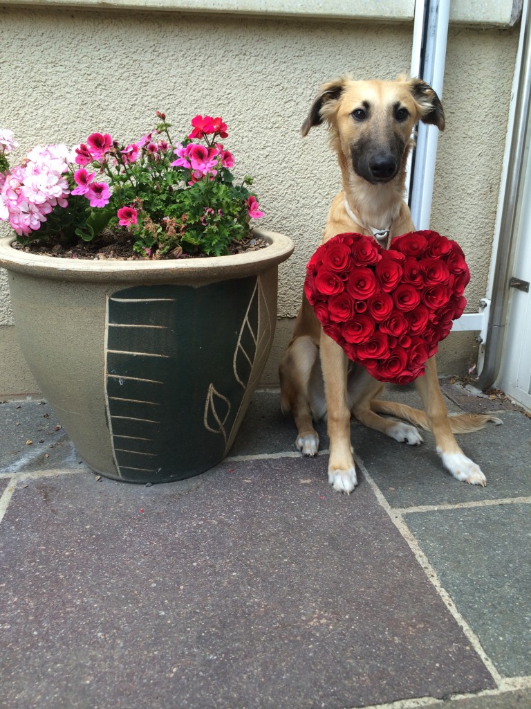 Fuego (Frühlingsliebe) ein tolles Fotomodell Fuego (Frühlingsliebe) ein tolles Fotomodell