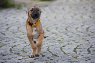 Gottes Segen (Enzo) Gottes Segen (Enzo)