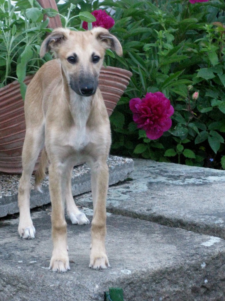 Fortuna ist neuerdings Autorin und hat ihren ersten Bestseller verfasst: "Mein Leben in der neuen Heimat", Autobiographie. 1000 Dank Fortuna ist neuerdings Autorin und hat ihren ersten Bestseller verfasst: "Mein Leben in der neuen Heimat", Autobiographie. 1000 Dank