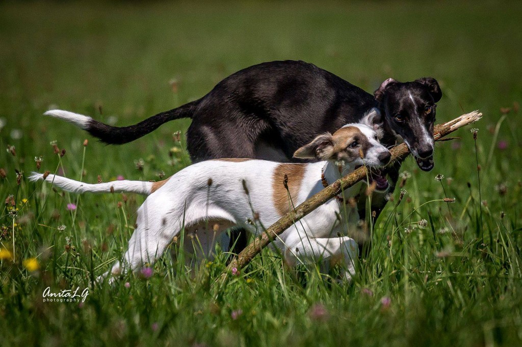 Gemälde und Gladis (Foto Anita Lopes Graca) vielen Dank! Gemälde und Gladis (Foto Anita Lopes Graca) vielen Dank!