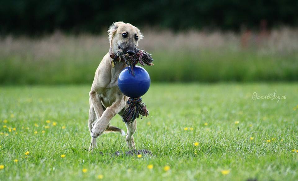 Sunny (Fortissimo) So ein hübscher Kerl Sunny (Fortissimo) So ein hübscher Kerl