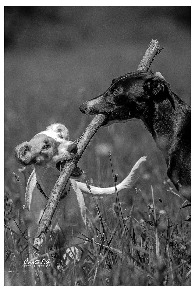 Gemälde vom schwarzen Schwan (Foto Anita Lopez Graca) Gemälde vom schwarzen Schwan (Foto Anita Lopez Graca)