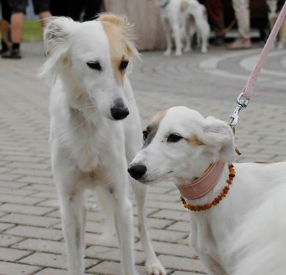 Emmie (Durchwachte Nacht) und Glenda (Gemälde) Emmie (Durchwachte Nacht) und Glenda (Gemälde)