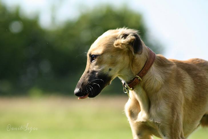 Fortissimo vom schwarzen Schwan, fast 5 Monate alt Fortissimo vom schwarzen Schwan, fast 5 Monate alt