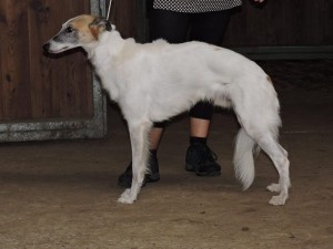 Nico (A Siebenschön vom schwarzen Schwan)