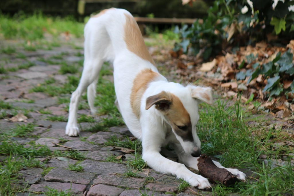 Gemälde vom schwarzen Schwan