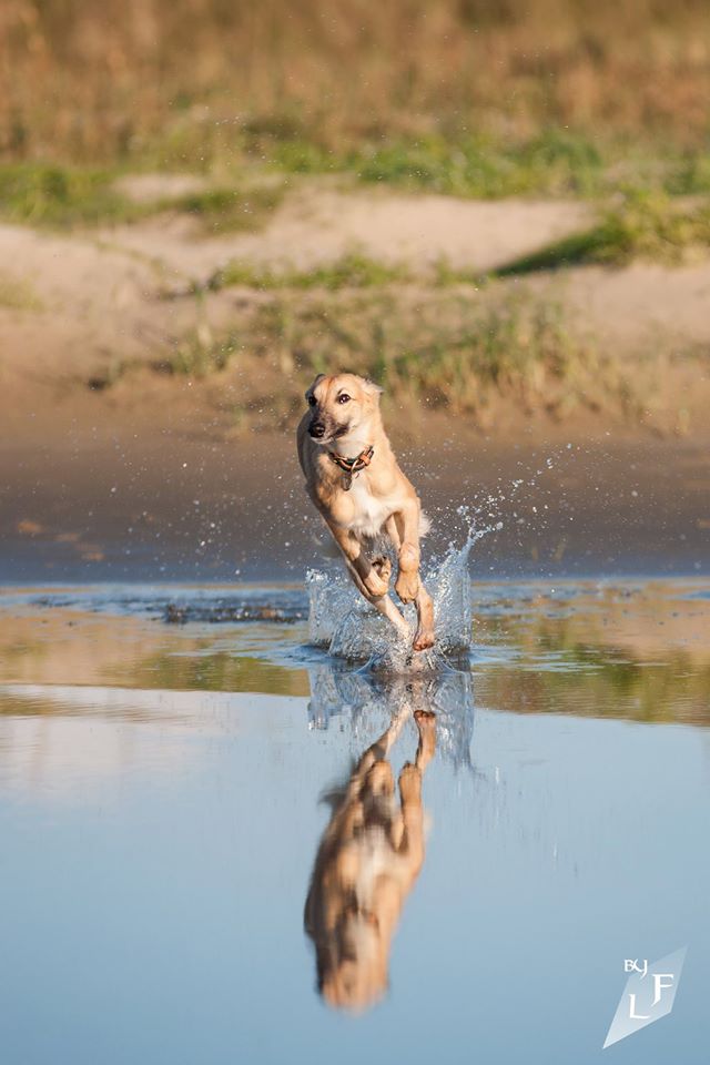 Gold vom schwarzen Schwan, ein Renner! Foto Finn Löw Gold vom schwarzen Schwan, ein Renner! Foto Finn Löw