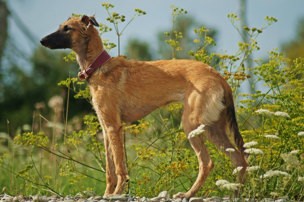 Geheimnis vom schwarzen Schwan Foto Bianca Lachenmaier Geheimnis vom schwarzen Schwan Foto Bianca Lachenmaier
