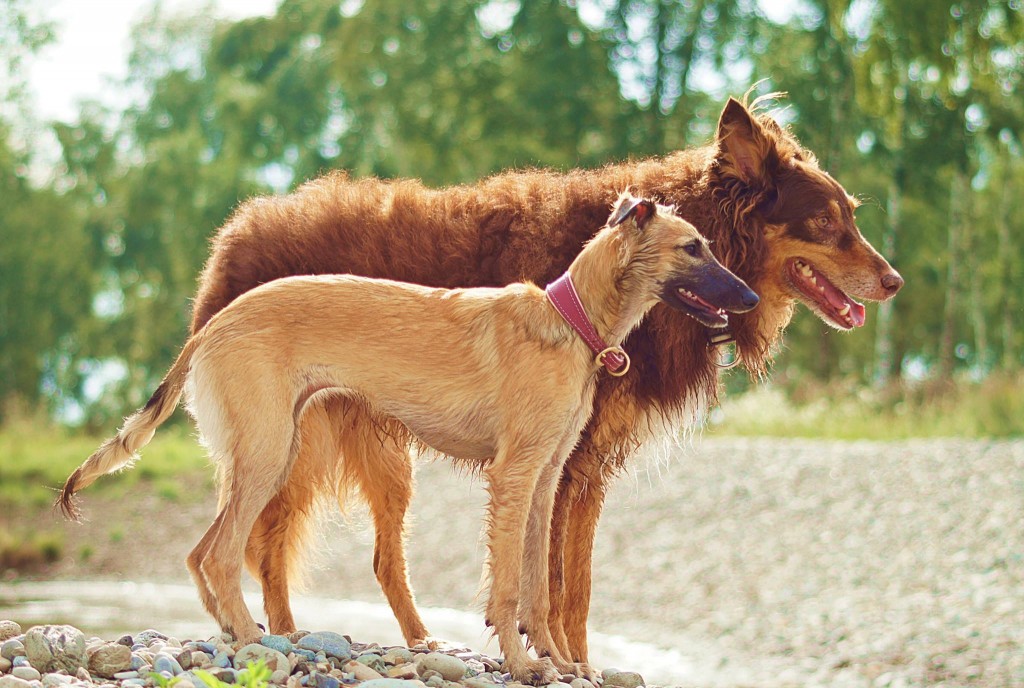 Geheimnis vom schwarzen Schwan Foto Bianca Lachenmaier Geheimnis vom schwarzen Schwan Foto Bianca Lachenmaier