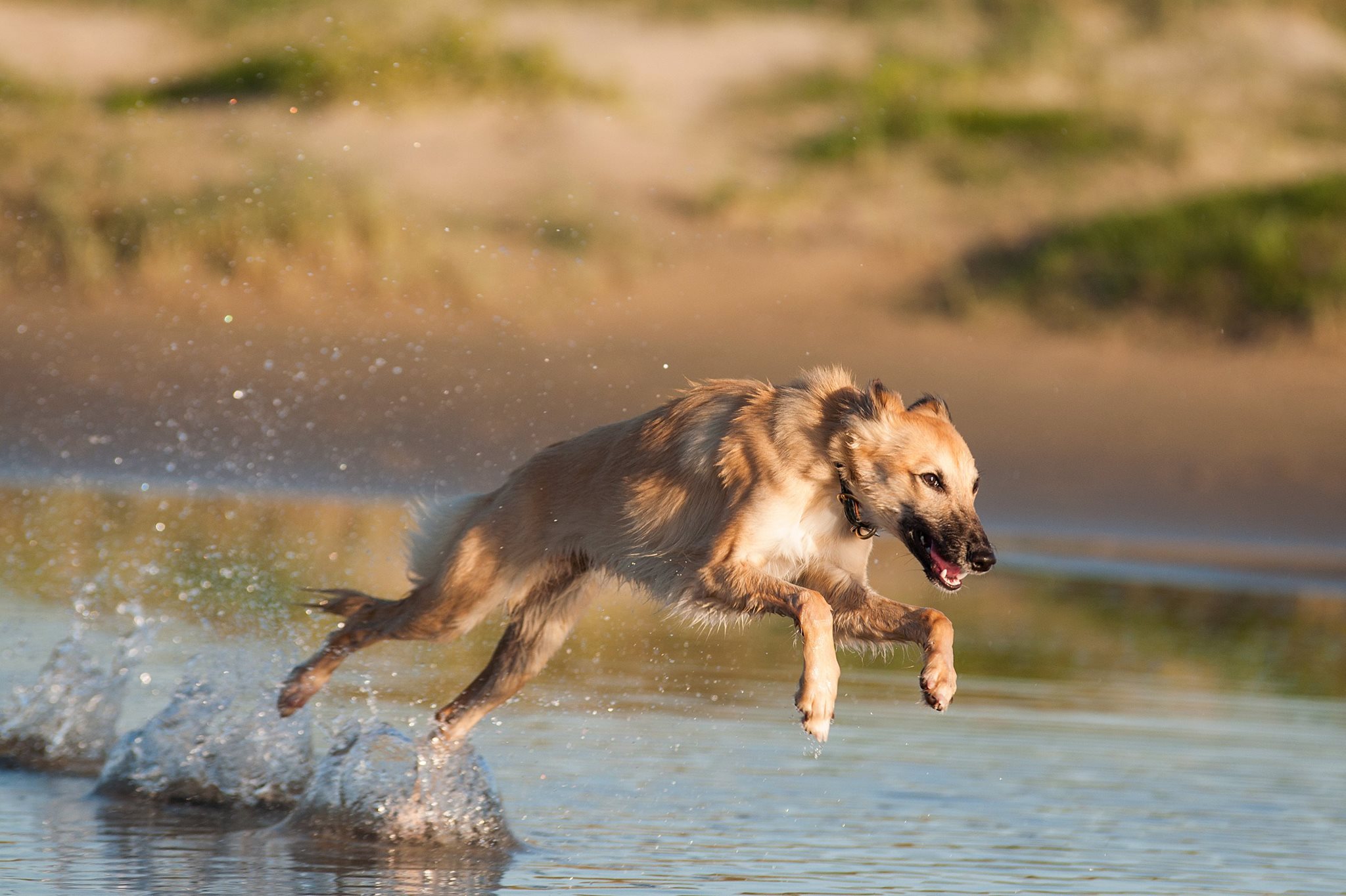Gold vom schwarzen Schwan, ein Renner! Foto Finn Löw Gold vom schwarzen Schwan, ein Renner! Foto Finn Löw