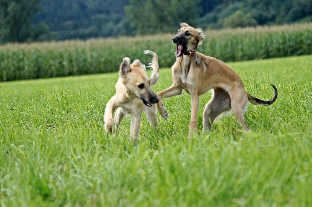 Gold und Geheimnis Gold und Geheimnis