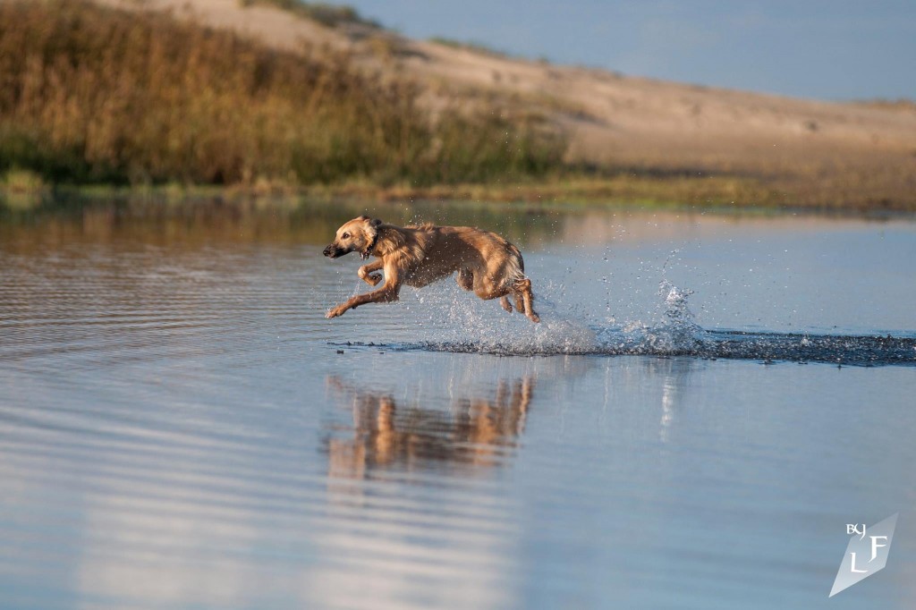 Gold vom schwarzen Schwan, ein Renner! Foto Finn Löw Gold vom schwarzen Schwan, ein Renner! Foto Finn Löw