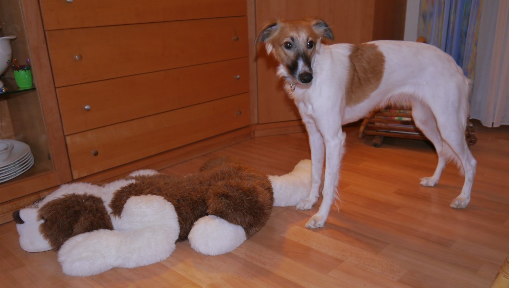 Für Musik 9 Monate alt Für Musik 9 Monate alt