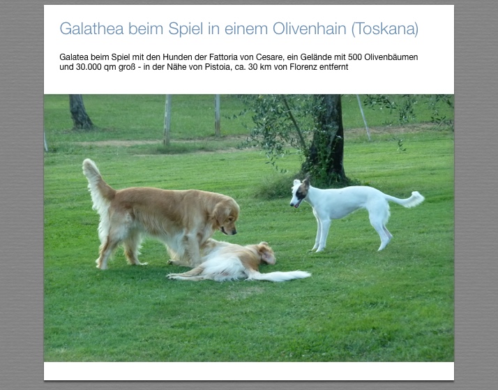 Galathea vom schwarzen Schwan Galathea vom schwarzen Schwan