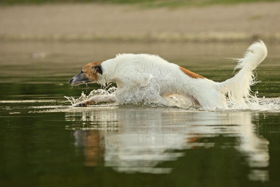 Clavigo vom schwarzen Schwan Clavigo vom schwarzen Schwan