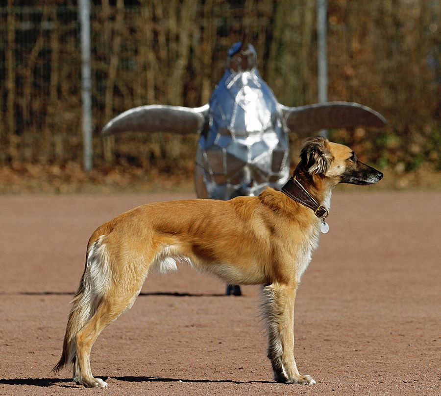 Dichterliebe vom schwarzen Schwan Dichterliebe vom schwarzen Schwan