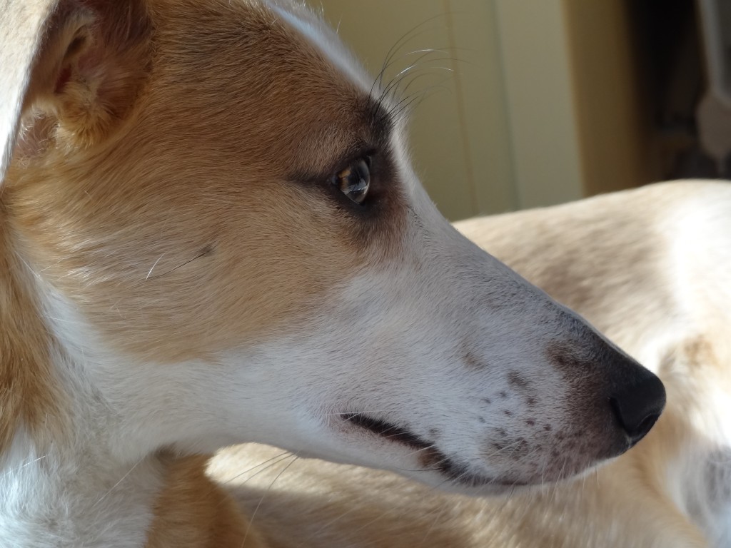 Coralinchen Coralinchen