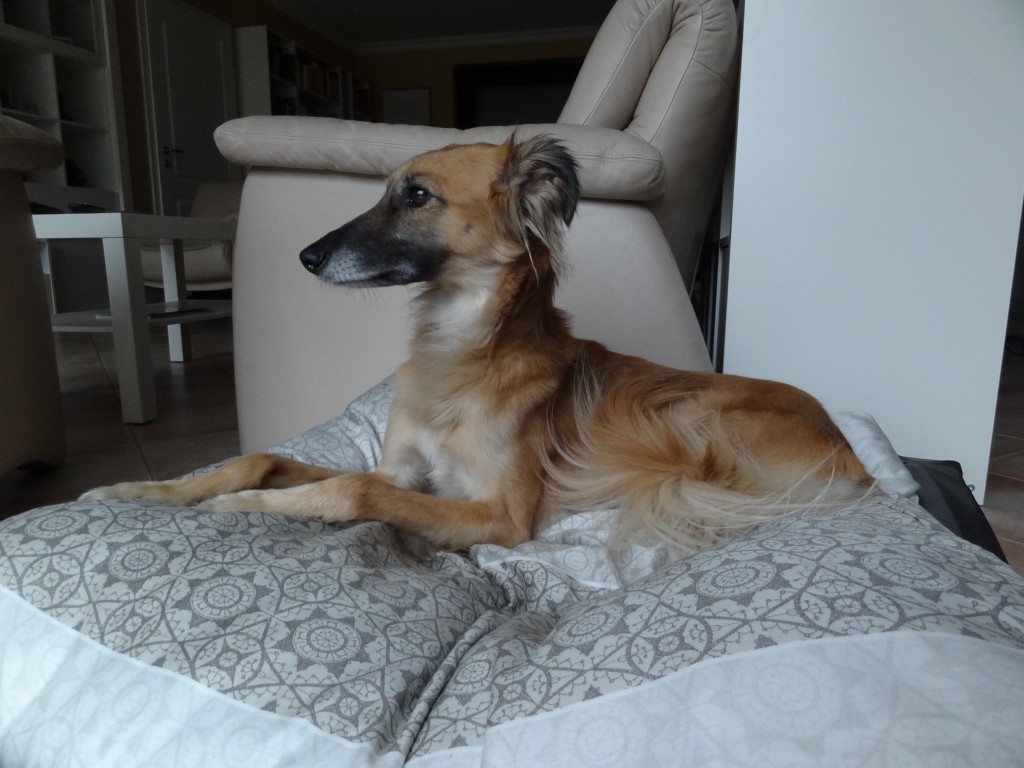 Dichterliebe vom schwarzen Schwan Dichterliebe vom schwarzen Schwan