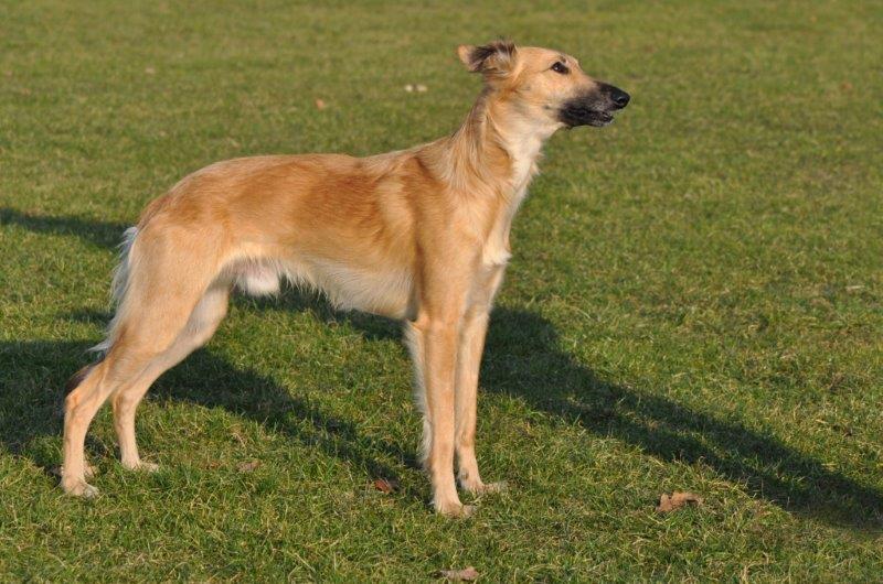 Fortissimo vom schwarzen Schwan Fortissimo vom schwarzen Schwan