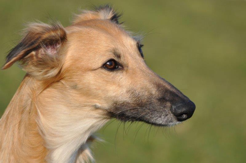 Fortissimo vom schwarzen Schwan Fortissimo vom schwarzen Schwan