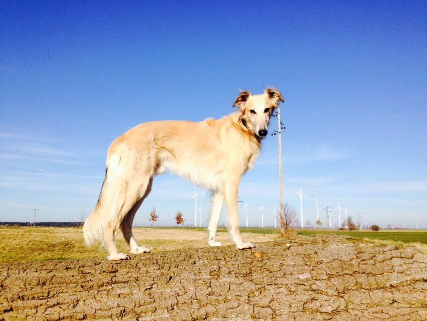 Blick um Blick vom schwarzen Schwan Blick um Blick vom schwarzen Schwan