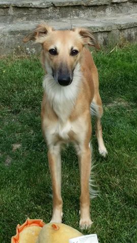 Fortuna lächtelt ( 15 Monate alt) Fortuna lächtelt ( 15 Monate alt)