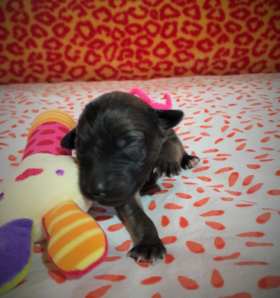 Jugend vom schwarzen Schwan