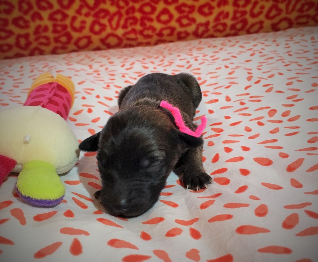 Jugend vom schwarzen Schwan